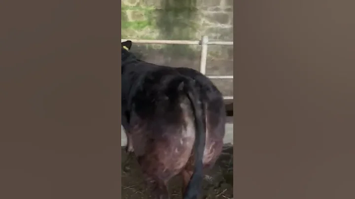 Limousine heifer