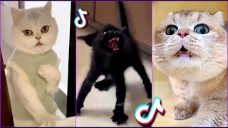 Funniest Cats From TikTok #7