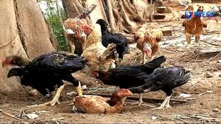 Success story of Natu Kollu or Backyard Poultry farming By Nalgonda Farmer - Express TV