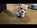犬のロボットと遊ぶ　#犬　#ロボット