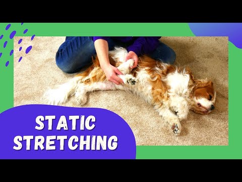 Stretching for Cavalier King Charles Spaniel Dog with Chiari Malformation and Syringomyelia