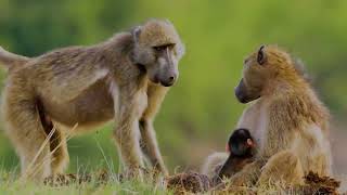 Episode 7:Monkey - African Wild Life | Free Documentary Nature by Wildlife Secrets 3,032 views 2 months ago 2 minutes, 1 second