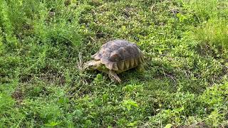 Stump Sulcata Tortoise 2yrs 2mo backyard walk