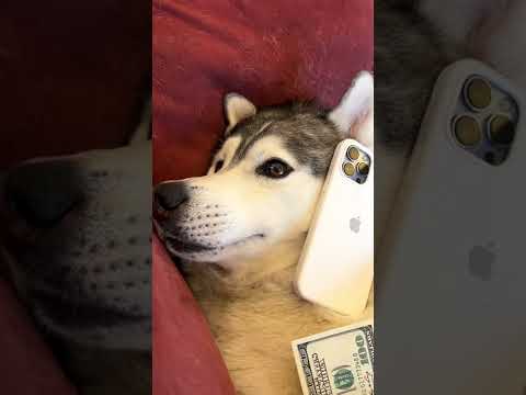 ЛУЧШИЙ ЛАЙФХАК ОТ ХАСКИ / ЖИЗА 2022