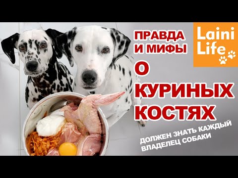 Видео: Какую кисть лучше использовать на моей собаке?