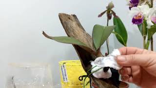 Alguns problemas graves com as OrquÃdeas - Dicas / Canela / UTI