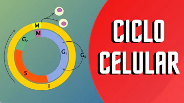 ¿Qué ocurre en cada una de las 3 fases del ciclo celular?