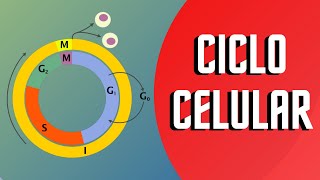 CICLO CELULAR Y SUS FASES | Interfase y Mitosis