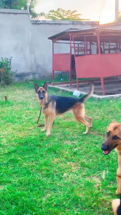 TUNAUZA MBWA WA KISASA WA ULINZI (4)