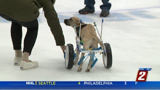 Puppy Bowl Adoption Event At Reno Ice News
