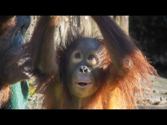 Orangutan Youngster Jolene Turns Two class=