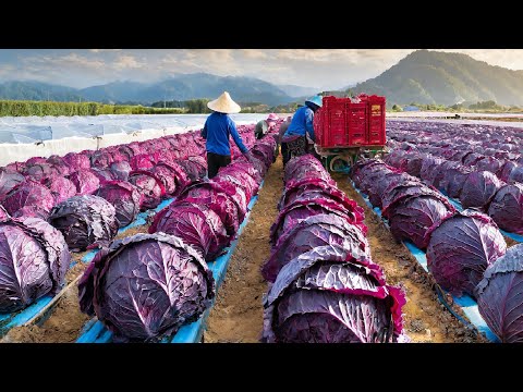 PICKLE Making Process from Cabbage in Factory - Cabbage, Olive, Bell Pepper Harvest & Process Pickle