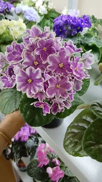 ссылка на Озон https://ozon.ru/t/KKp6Zo3 #фиалки #фиалкипочтой #цветы ...