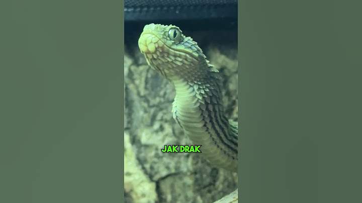 ZÍVÁNÍ PŘI KRMENÍ HADA #fyp#had#hadi#chov#chovatel#teraristika#zoo#priroda#cz#czech#sokolik