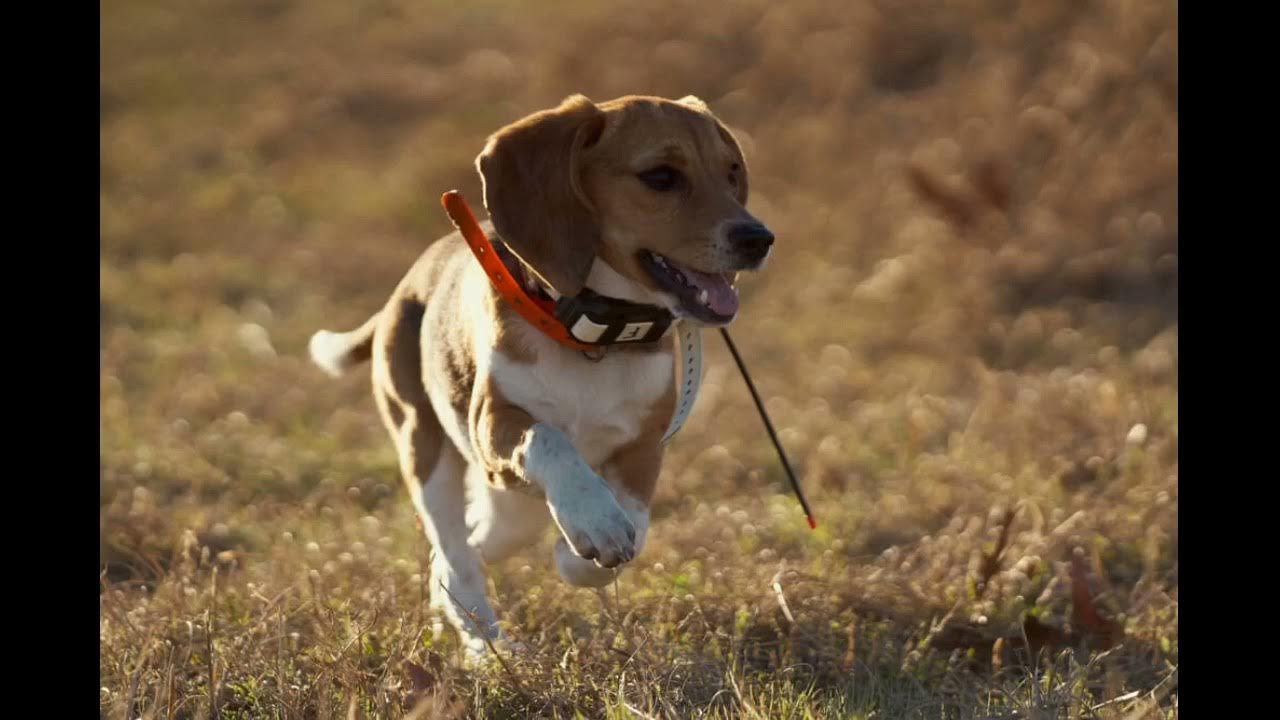 FOCUSER Electric Wireless Dog Fence System, Pet Containment System for