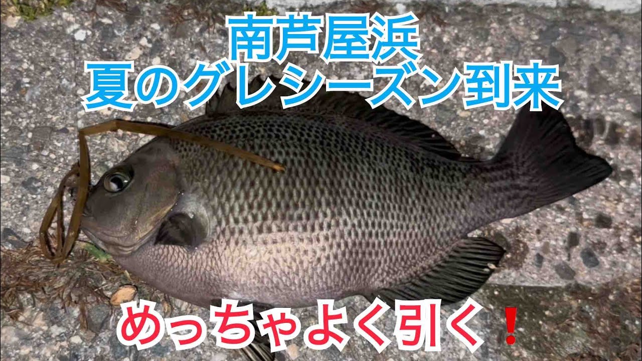 南芦屋浜夏の風物詩グレシーズン突入❗️