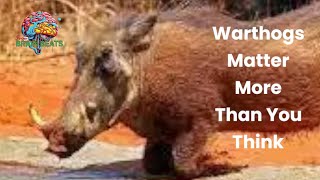 Warthogs Matter More Than You Think