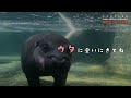 神戸どうぶつ王国【コビトカバ】篇 CM