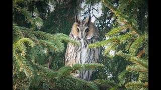 Uszatka (Asio otus)/Longeared owl