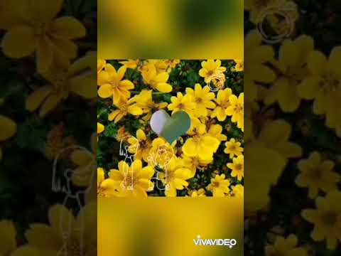 사랑하시렵니까 전유진노래(이민이)꾀꼬리목소리 🌻🌻🌻