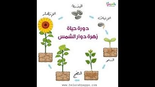 مراحل نمو دوار الشمس