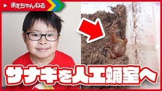 【閲覧注意】間も無く羽化?! カブトムシのサナギを人工蛹室へ移します! | まえちゃんねる