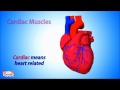Muscle Types and Functions