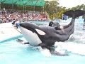 show de orcas y delfines  mundo marino san clamente 12 de marzo 2021