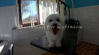 Grooming Coton de Tulear by Dlakca pet grooming 243 views 2 years ago 3 minutes, 56 seconds