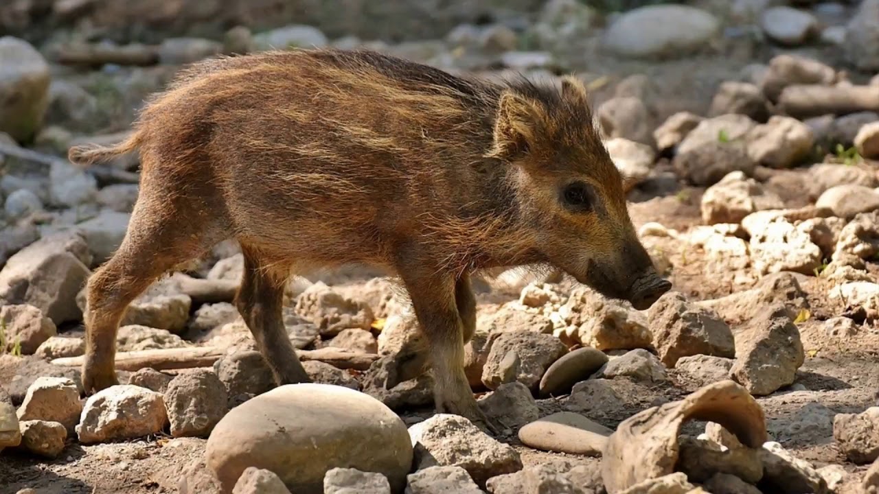 Маленький кабан фото