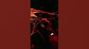 How Your Immune System is Changing AI! 🤯 | The Future of Computational Intelligence