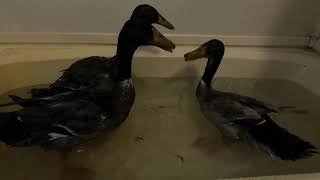 "Happy Duckies" at bath time indoors at Paradise Creek