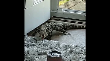 Turtle My Argentine Black White Tegu Is Turning 2yrs Old 2021 Petsmart AnythingforPets 