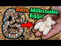 Our eastern milksnake laid eggs