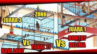 Duel Kapas Tembak Juara | Kapas Tembak Buntat Merah Vs Bajak Laut Vs Takal 11