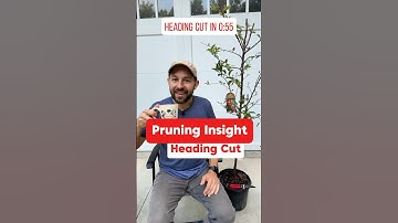 Pruning Fruit Trees - Heading Cut #shorts #fruittrees #pruning #orchard #gardening #plumtree #fruit
