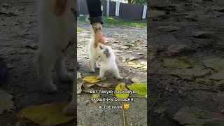 Не смогли пройти мимо) #кися #кошечка #няшка #kitty #милота #cutecat #fannyvideo #люблюживотных #мяу