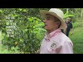 What's inside a Cocao Pod? - YouTube