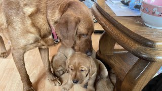 Best toys ave very simple.Labrador puppies , fox red working lines. by Elena Smirnova 642 views 1 month ago 2 minutes, 54 seconds