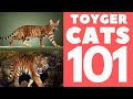 Toyger Cat 101 : Breed & Personality の動画、YouTube動画。
