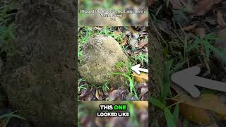 Terragreen - I Flipped 100 Rocks in Australia, Here's What I Found...
