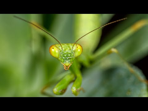 Το αλογάκι της Παναγίας - Mantis