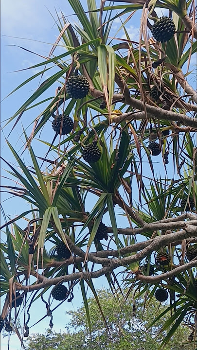 Pandanus (exotic variety of pine or palm) #pandanus #palm #palm