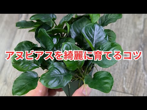 Professional explanation] Tips for growing Anubias