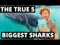 THE 5 BIGGEST SHARKS! - Not as obvious as you would think! The largest sharks in the world!