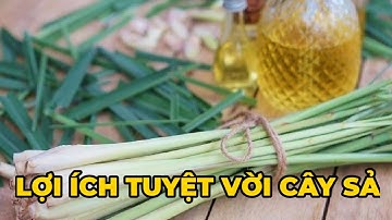 7 lợi ích tuyệt vời từ cây sả - Kênh Hướng Dẫn