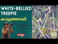 White-Bellied Treepie | Dendrocitta leucogastra | കാട്ടുഞ്ഞാലി | Rufous Treepie | Wild Birds