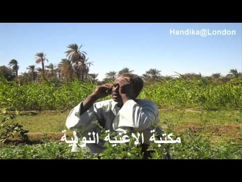 محمد خيري أندي