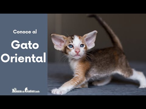 Video: Raza De Gato Oriental De Pelo Corto Hipoalergénico, Salud Y Vida útil