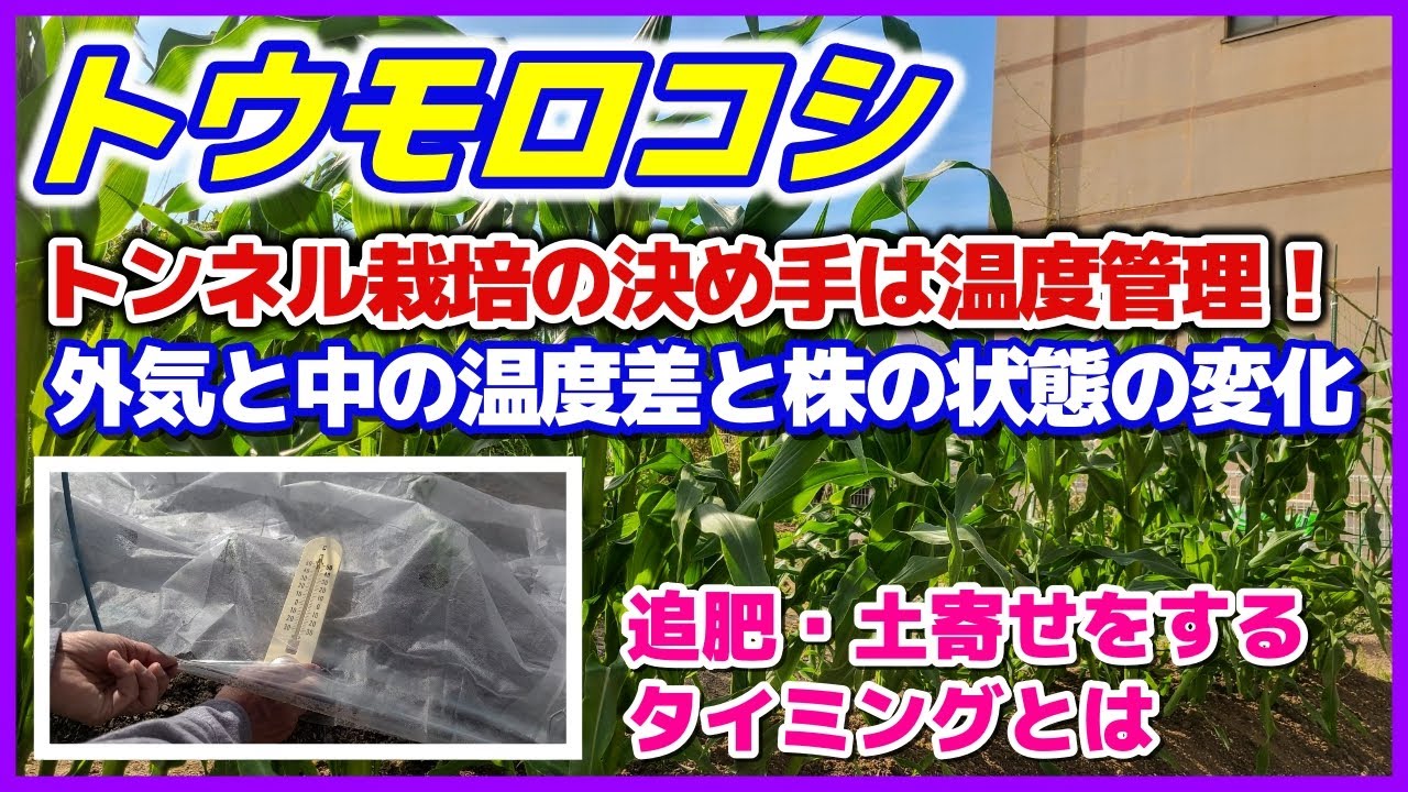 トウモロコシのトンネル栽培決め手は温度管理 追肥と土寄せのタイミングは が見えたら 外気温とビニールトンネル内部の温度差と株の状態の変化を検証 穴あきビニールトンネル とうもろこし栽培 家庭菜園 Youtube